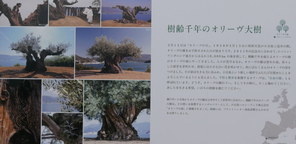 樹齢千年のオリーブの大樹