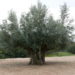 樹齢千年のオリーヴ大樹を観に行こう！【特集：小豆島 オリーブを巡る旅】