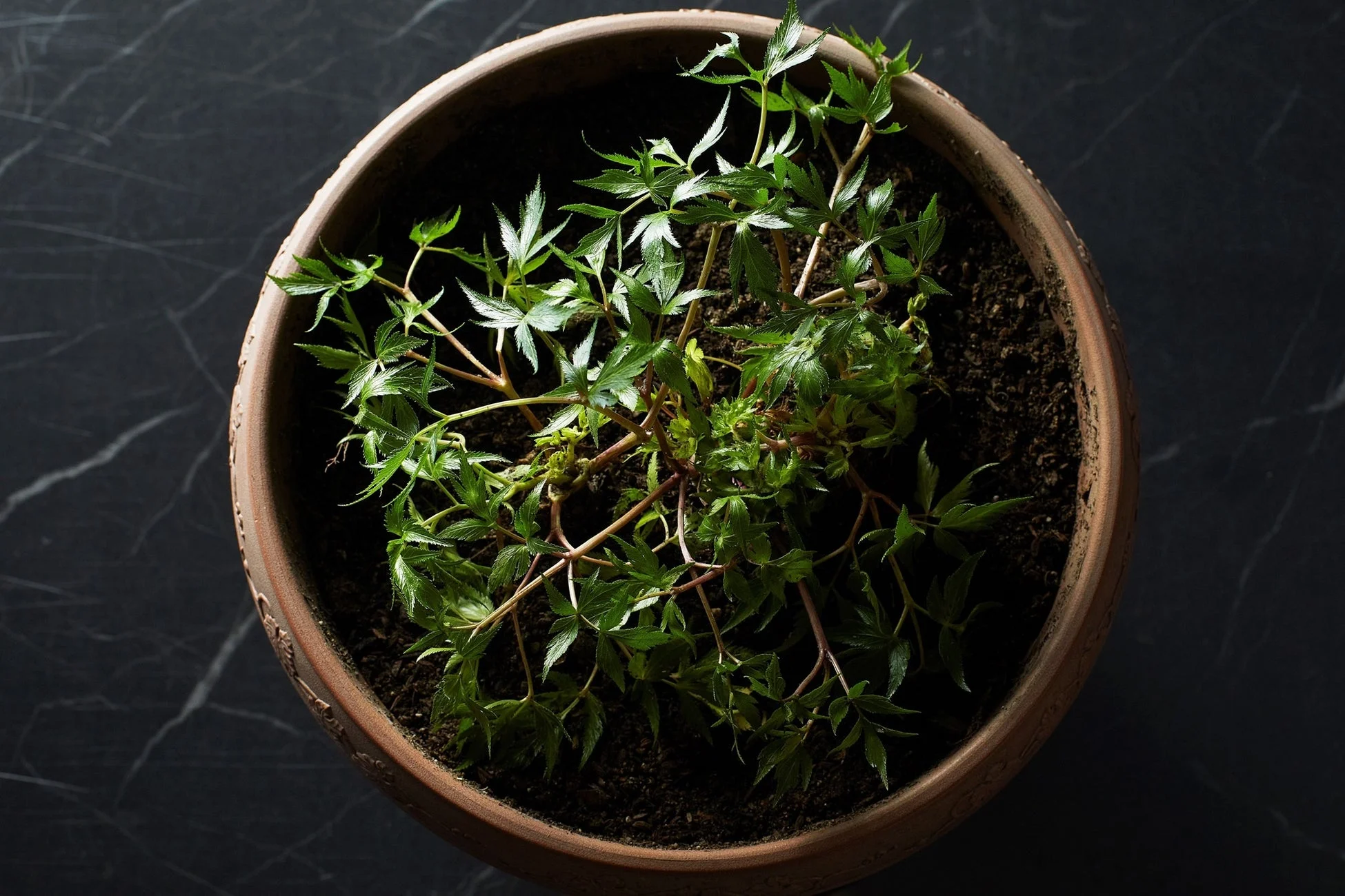 鉢植えの植物